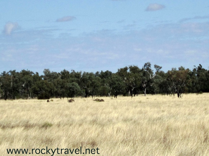 GrasslandEmusCunnumulla_small