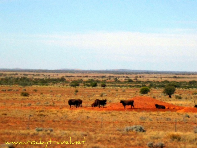 The_Ghan_Cows_in_the_outback