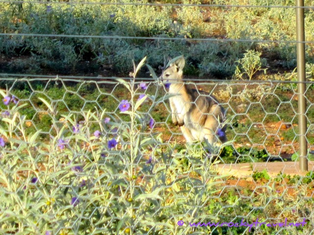 babykangaroothroughthefence