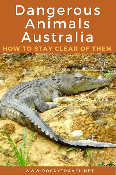 Dangerous Animals of Australia - How to Stay clear of them