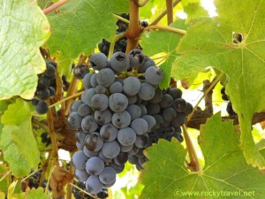 From Vines to Wine in Margaret River
