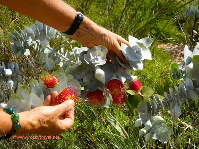 Kings Park Perth Wildflowers