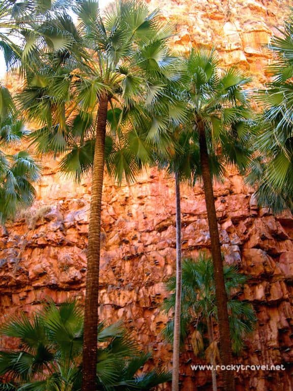 El Questro Gorge Palms
