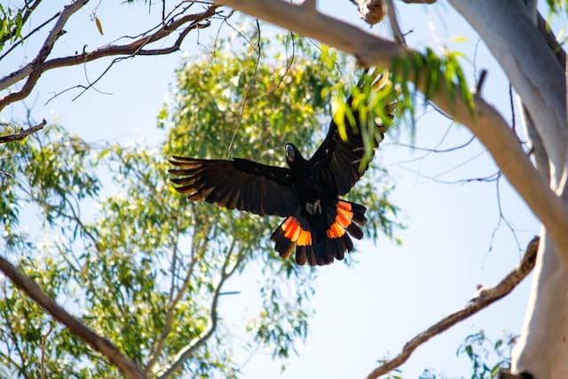 Red-tailed Black Cockatoo-Kimberley