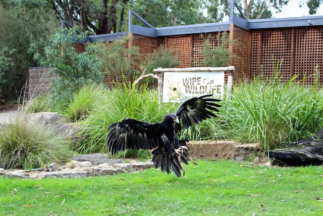Healesville-Sanctuary-Melbourne
