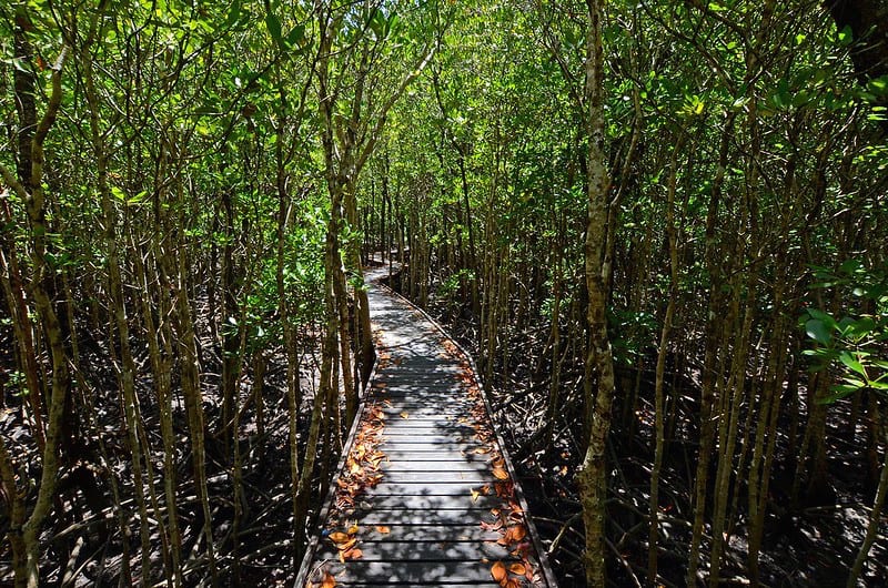 Jack Barnes Bicentennial Mangrove Boardwalk in Cairns