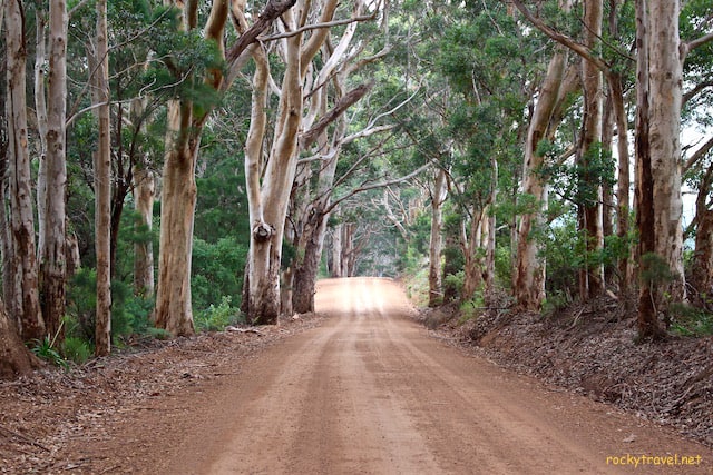 A road trip across the Southern Forests