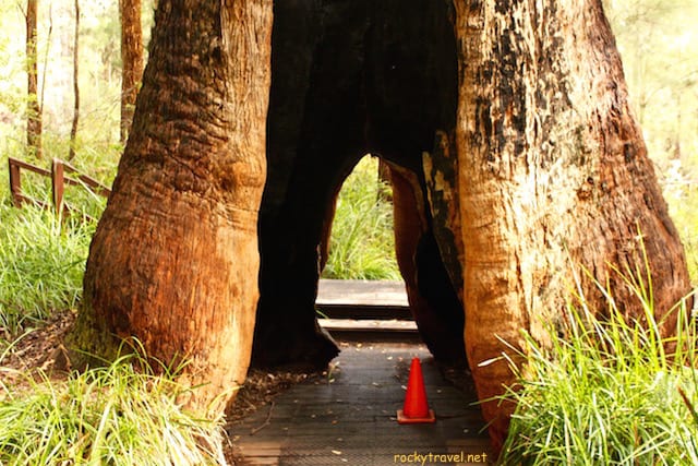 Tingle Trees Walpole South West