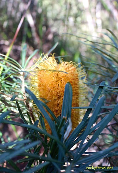 Banksia Wildflower Kings Park Perth