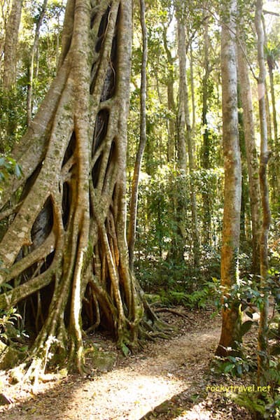 Strangle Trees from Binna Burra Gold Coast