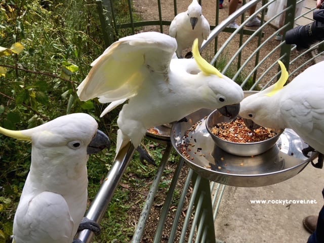 Dandenong Ranges - Bird Feeding at Grants Picnic Ground on Sherbrook