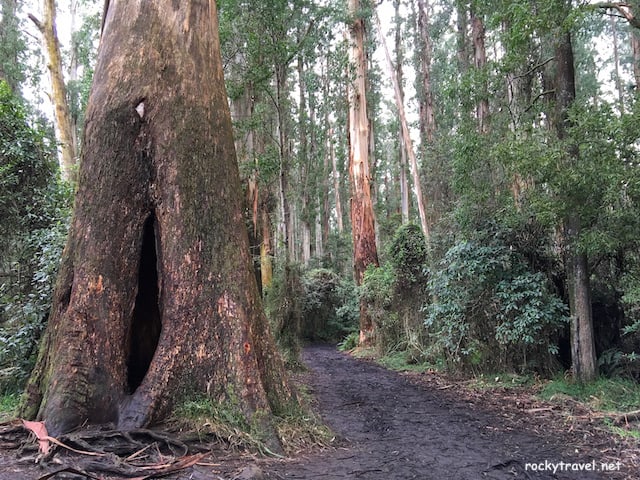 Sherbrooke Falls Walk
