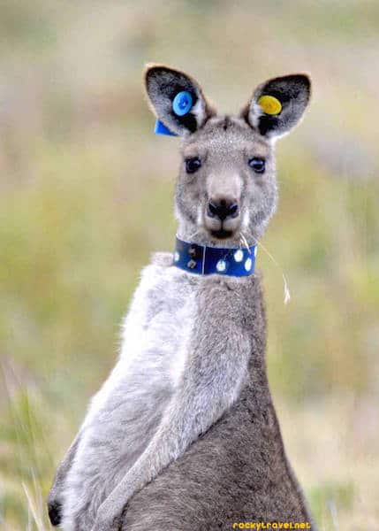 kangaroo-wilson-promontory