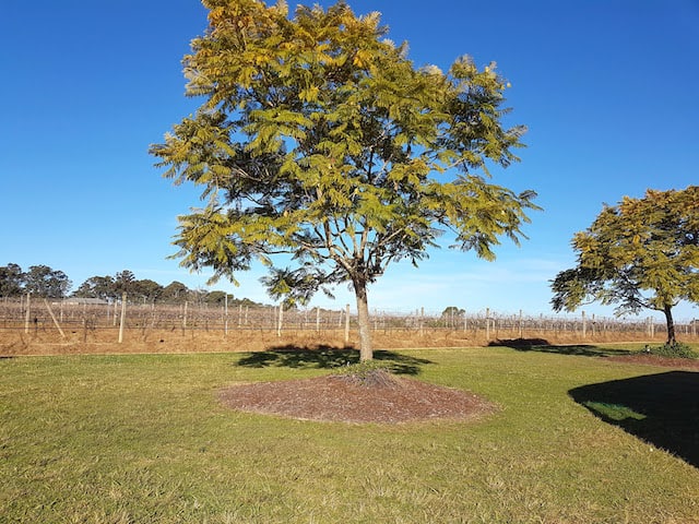 Capercaillie Wines Hunter Valley