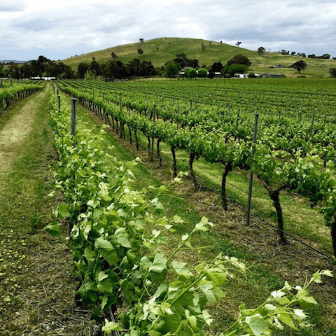 Murrambateman Vineyards Canberra