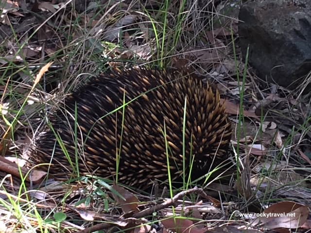 Echidnas in the wild Dandenong Ranges