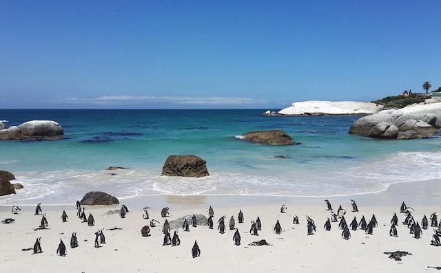 Penguins-Boulders-Cape-Town