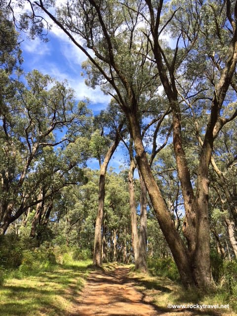 Tyson Track 1000 Steps Trail