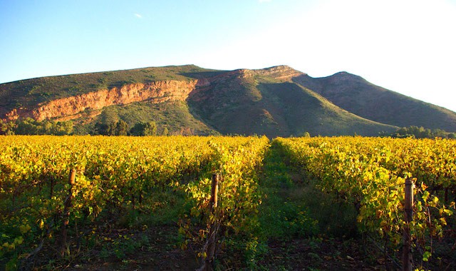 Wine-Tasting-Cape-Town