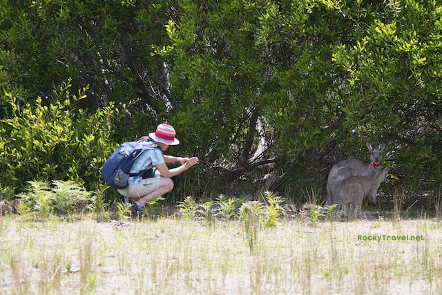 Wildlife Walk Wilsons Prom