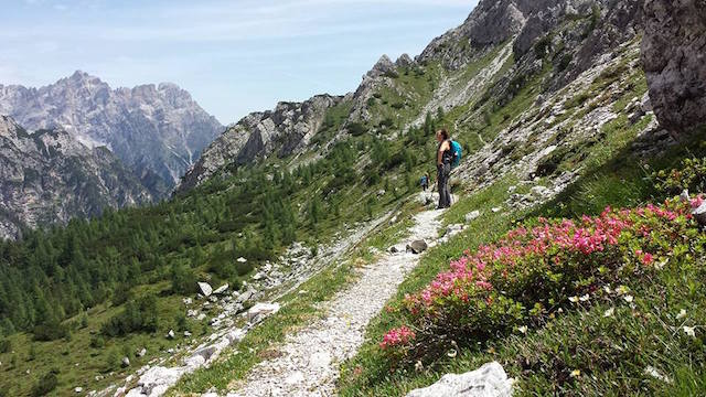 Pink Oleanders in the Italian Dolomites Antelao Trail
