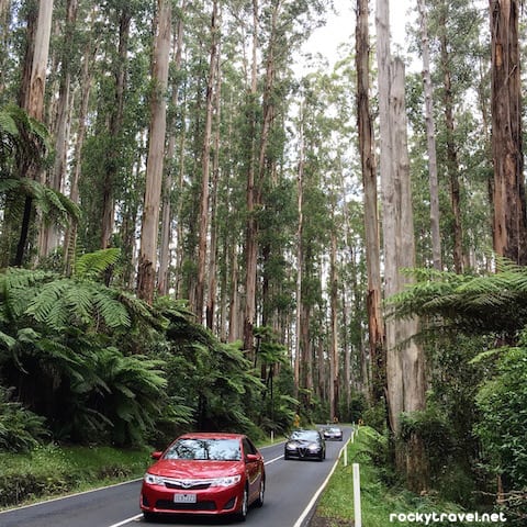 The Black Spur Drive to Maryville
