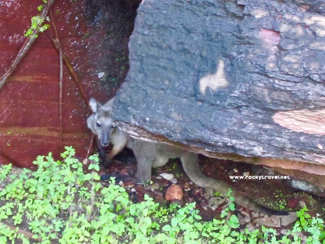 Kakadu Rock Wallaby and Wallaroo