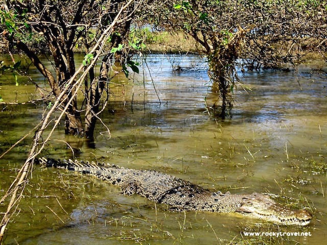 Crocodiles Kakadu N.P.