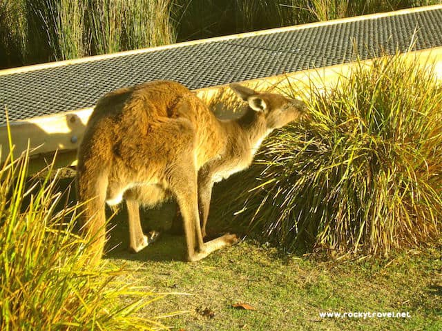 Iconic Kangaroo of Australia