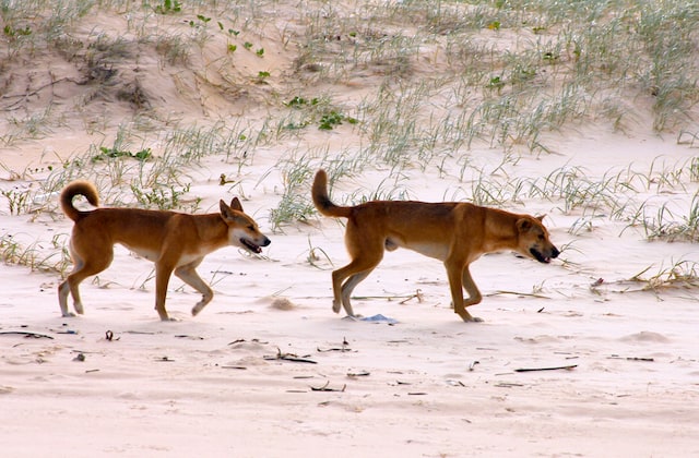 Dingos on Fraser Island