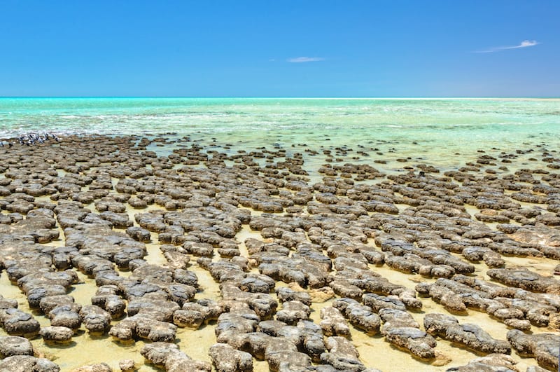 Stromatolites at Hamelin Pool, Denmark WA