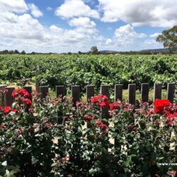 Swan Valley Perth - The Vineyards