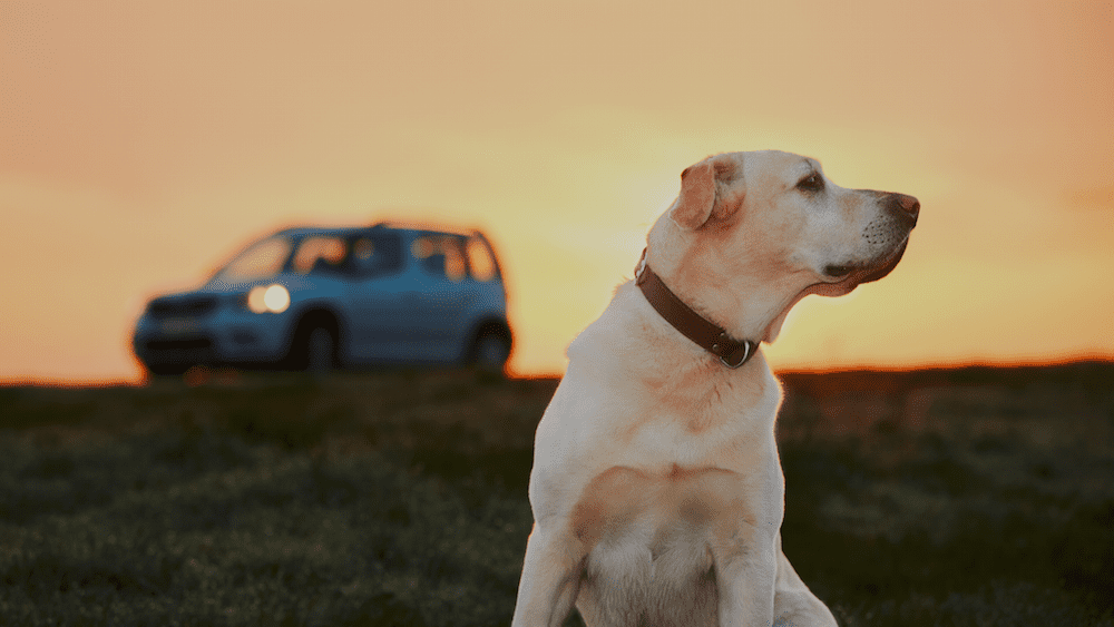 Pet friendly Car Rentals in Australia