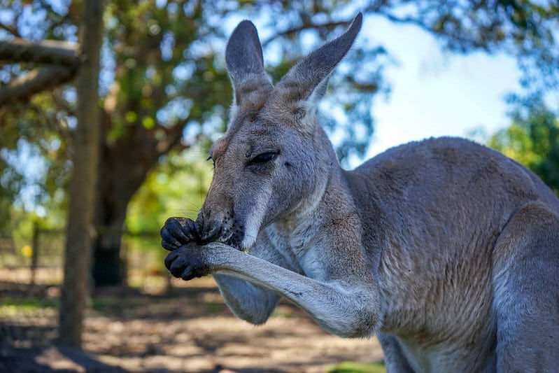 Caversham Wildlife Park Swan Valley
