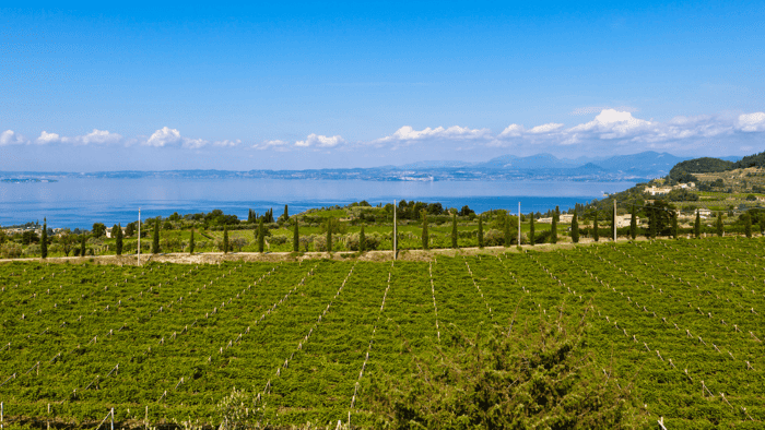 Bardolino Vineyards Bardolino Garda Lake