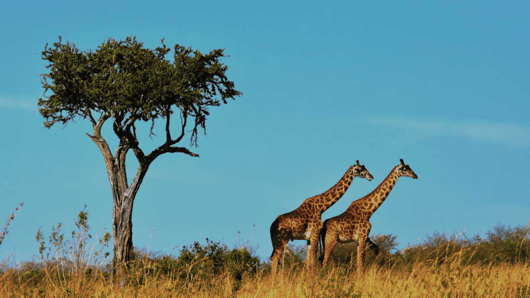 Giraffes On Safari Tanzania Seeing Giraffes on Safari in Tanzania