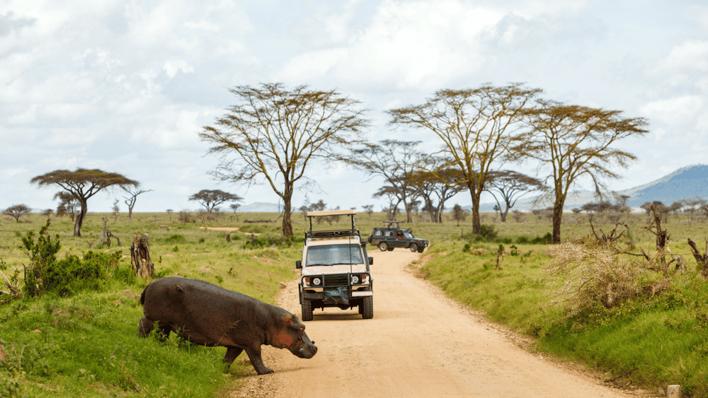 Wildlife crossing roads in Tanzania