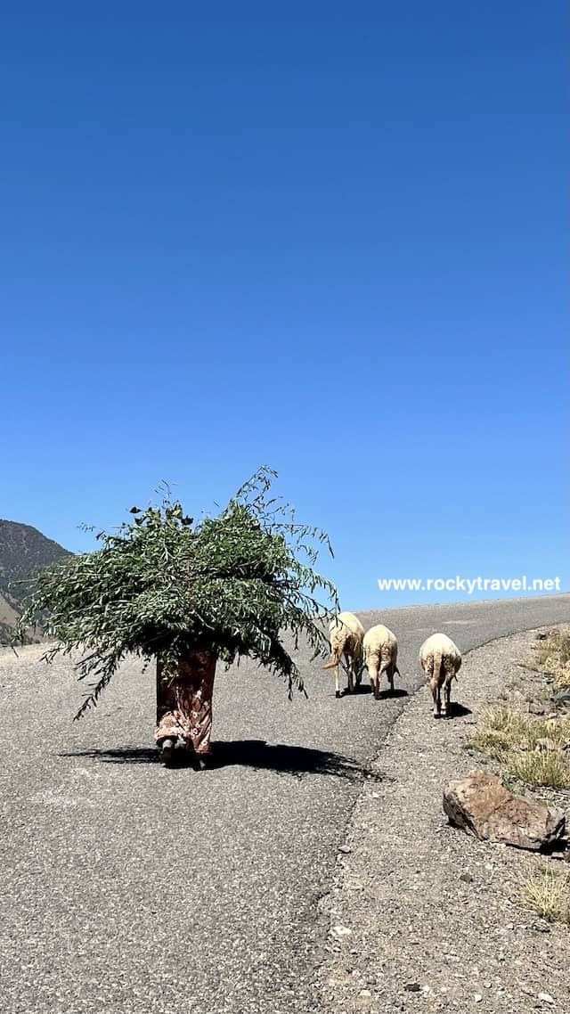 Meet The Locals Atlas Mountains meet the locals from berber villages
